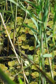 Attēlu rezultāti vaicājumam “Hydrocharis morsus-ranae bud”