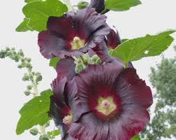 Image result for Alcea rosea `Appleblossom`