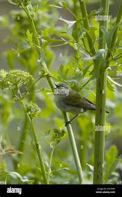 Image result for Vermivora peregrina