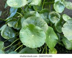 Attēlu rezultāti vaicājumam “Hydrocotyle vulgaris”