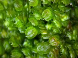 Attēlu rezultāti vaicājumam “Frullania dilatata”