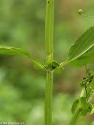 Attēlu rezultāti vaicājumam “Scrophularia umbrosa”