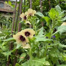 Attēlu rezultāti vaicājumam “Hyoscyamus niger”