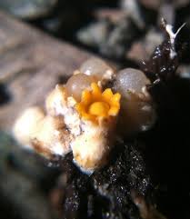 Attēlu rezultāti vaicājumam “Sphaerobolus stellatus”