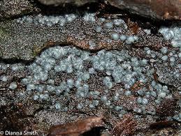 Attēlu rezultāti vaicājumam “Fuligo cinerea macro”