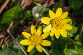 Attēlu rezultāti vaicājumam “Ficaria verna flower”