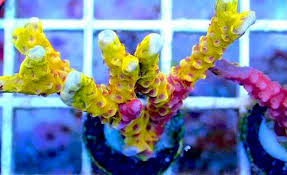 Attēlu rezultāti vaicājumam “Tubifera applanata macro”