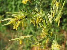 Attēlu rezultāti vaicājumam “Poa pratensis flower”