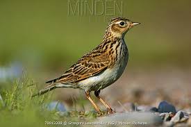 Image result for Alauda arvensis