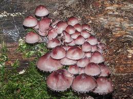 Attēlu rezultāti vaicājumam “Mycena haematopus”