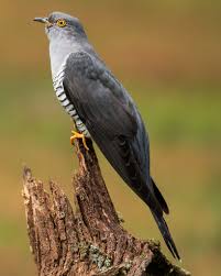 Attēlu rezultāti vaicājumam “Cuculus canorus adult”