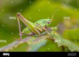 Attēlu rezultāti vaicājumam “Decticus verrucivorus”