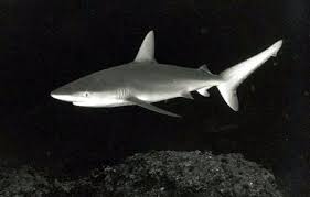 Image result for Carcharhinus galapagensis