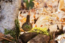 Attēlu rezultāti vaicājumam “Troglodytes troglodytes nest”