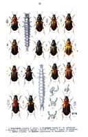 Attēlu rezultāti vaicājumam “Acupalpus flavicollis”