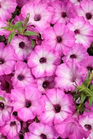 Image result for Petunia