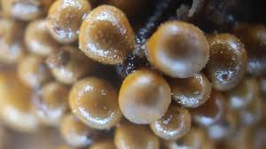 Attēlu rezultāti vaicājumam “Willkommlangea reticulata macro”