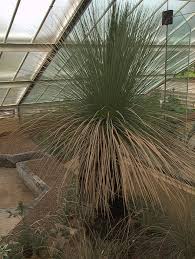 Attēlu rezultāti vaicājumam “Xanthorrhoeaceae”