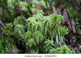 Attēlu rezultāti vaicājumam “Sphagnum girgensohnii”