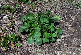 Attēlu rezultāti vaicājumam “Barbarea vulgaris subsp. arcuata fruit”