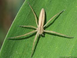 Attēlu rezultāti vaicājumam “Tibellus oblongus”