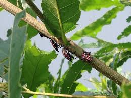 Attēlu rezultāti vaicājumam “Lycogala persicum macro”