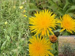 Attēlu rezultāti vaicājumam “Sonchus arvensis subsp. uliginosus flower”