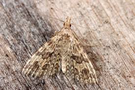 Attēlu rezultāti vaicājumam “Lamprotettix nitidulus”