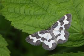 Attēlu rezultāti vaicājumam “Lomaspilis marginata”