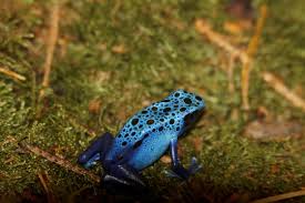 Image result for blauer baumsteiger