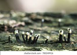 Attēlu rezultāti vaicājumam “Holwaya mucida”