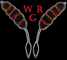 Attēlu rezultāti vaicājumam “Milesina murariae”