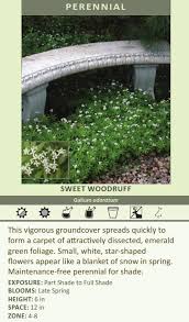 Image result for Galium odoratum