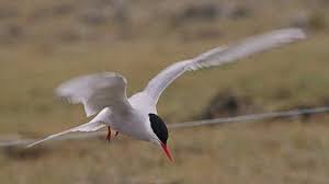 Attēlu rezultāti vaicājumam “Sterna”