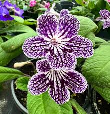Image result for Streptocarpus