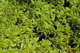 Attēlu rezultāti vaicājumam “Sphagnum papillosum”