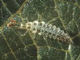 Attēlu rezultāti vaicājumam “Chrysopidae larva”