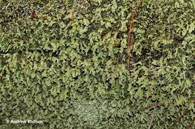 Attēlu rezultāti vaicājumam “Cladonia ramulosa”