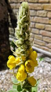Attēlu rezultāti vaicājumam “Verbascum thapsus flower”