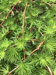 Attēlu rezultāti vaicājumam “Larix kaempferi leaf”