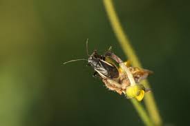 Attēlu rezultāti vaicājumam “Capsodes gothicus imago”