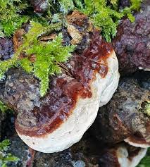 Attēlu rezultāti vaicājumam “Heterobasidion annosum”