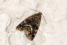 Attēlu rezultāti vaicājumam “Protodeltote pygarga”