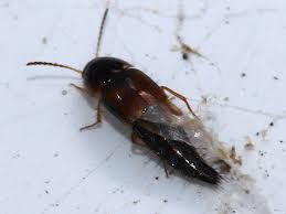 Attēlu rezultāti vaicājumam “Tachyporus sp.”