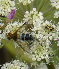 Attēlu rezultāti vaicājumam “Leucozona glaucia”