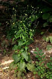 Attēlu rezultāti vaicājumam “Lapsana communis”