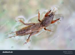 Attēlu rezultāti vaicājumam “Gryllotalpa gryllotalpa”