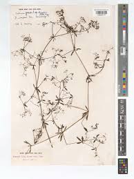 Attēlu rezultāti vaicājumam “Galium elongatum”