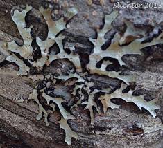 Attēlu rezultāti vaicājumam “Parmelia sulcata”