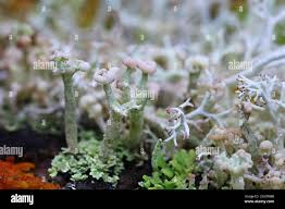 Attēlu rezultāti vaicājumam “Cladonia botrytes”